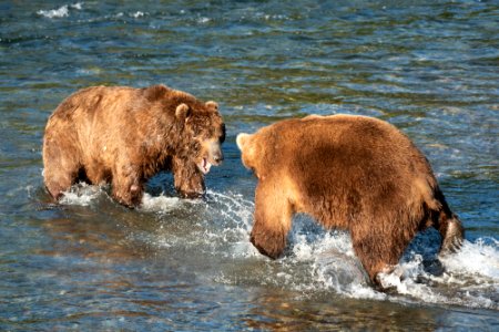 Bears 32 and 856 face off on the Brooks River, July 6, 2018 photo