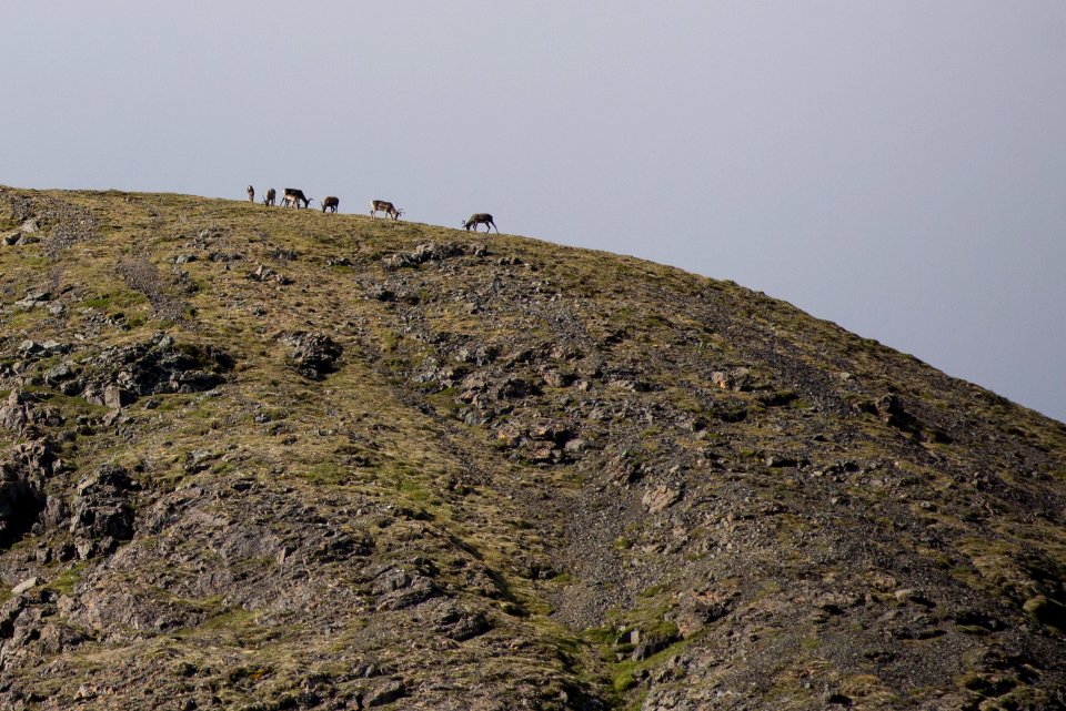 Caribou graze on a mountaintop, Katmai Preserve NPS Photo/Russ Taylor