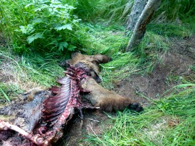 130 Bear carcass 08 07012014