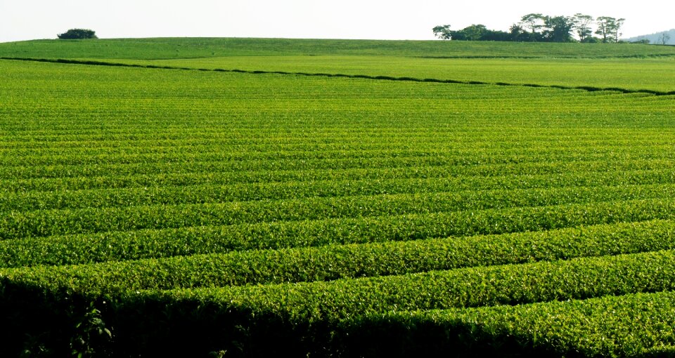 Landscape green tea plantation nature