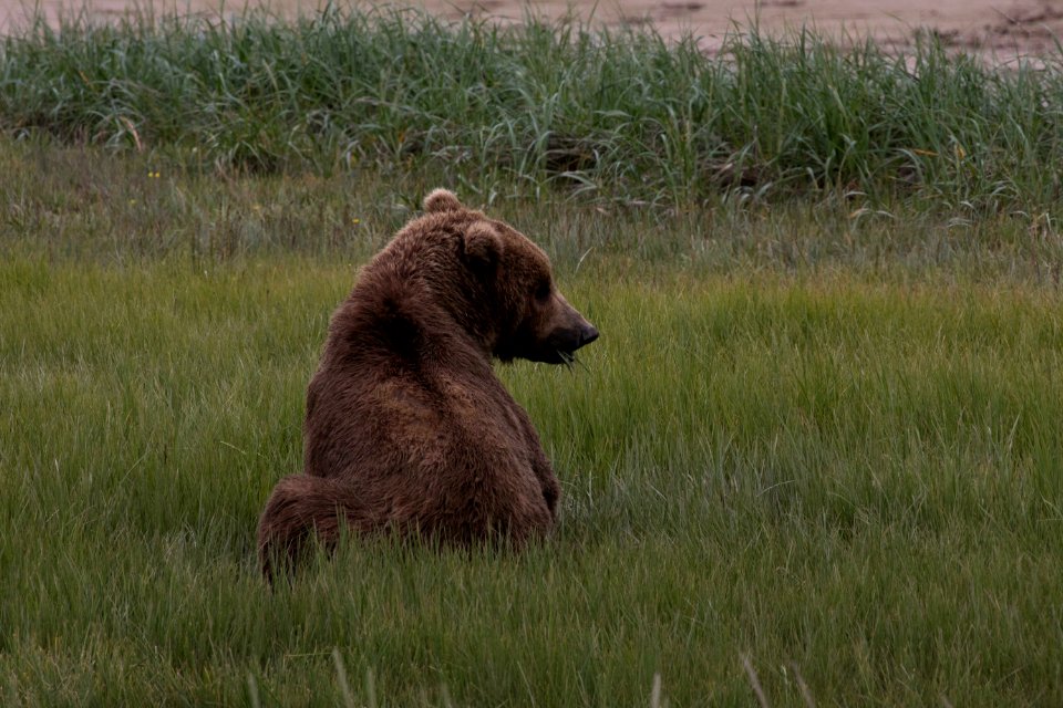 Swikshak-Bears18-JPaluh-6-20-18