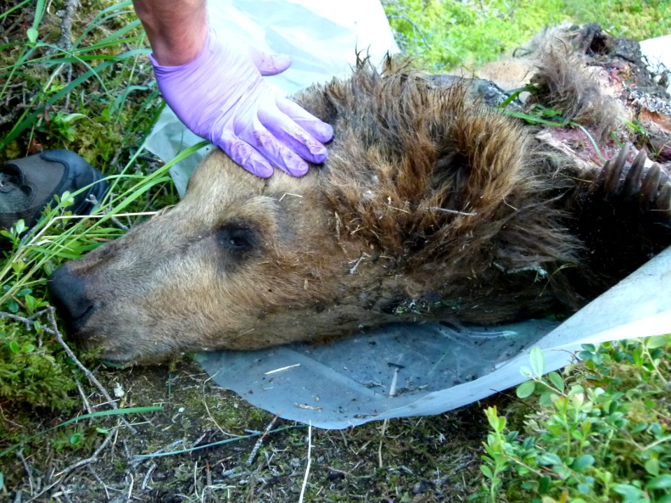 130 Bear carcass 17 07012014