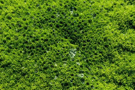 Water collects on mosses, Katmai Preserve NPS Photo/Russ Taylor