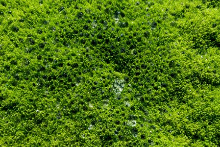 Water collects on mosses, Katmai Preserve NPS Photo/Russ Taylor photo