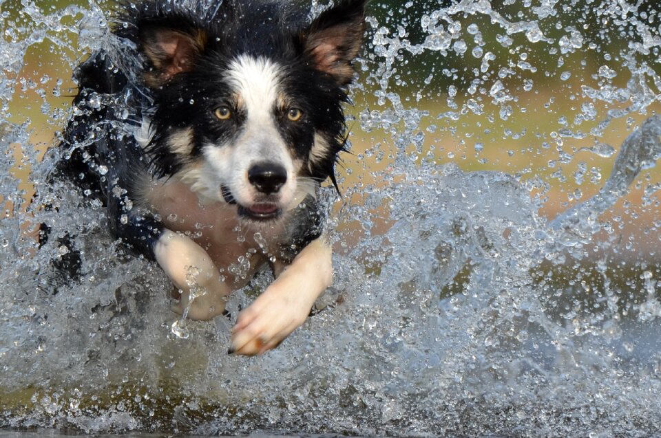 Water british sheepdog summer