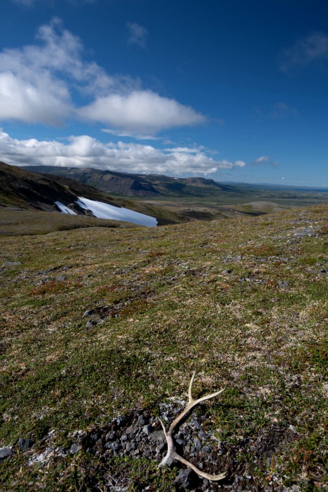 A caribou antler, Katmai Preserve NPS Photo/Russ Taylor
