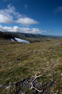 A caribou antler, Katmai Preserve NPS Photo/Russ Taylor