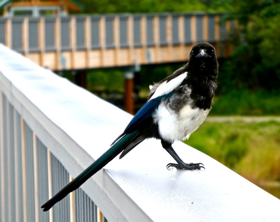 Magpie NPS Photo/ N. Boakt