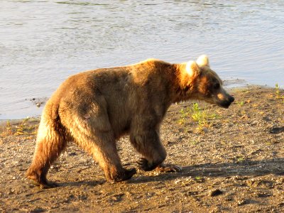 Bear #435