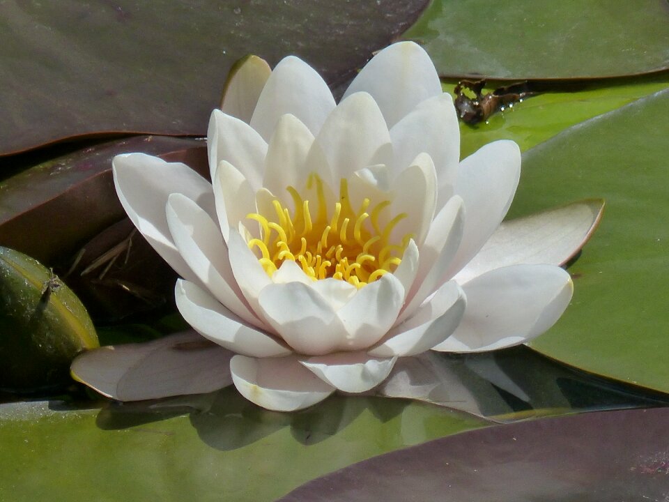 Plant lake rose pond