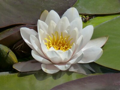 Plant lake rose pond