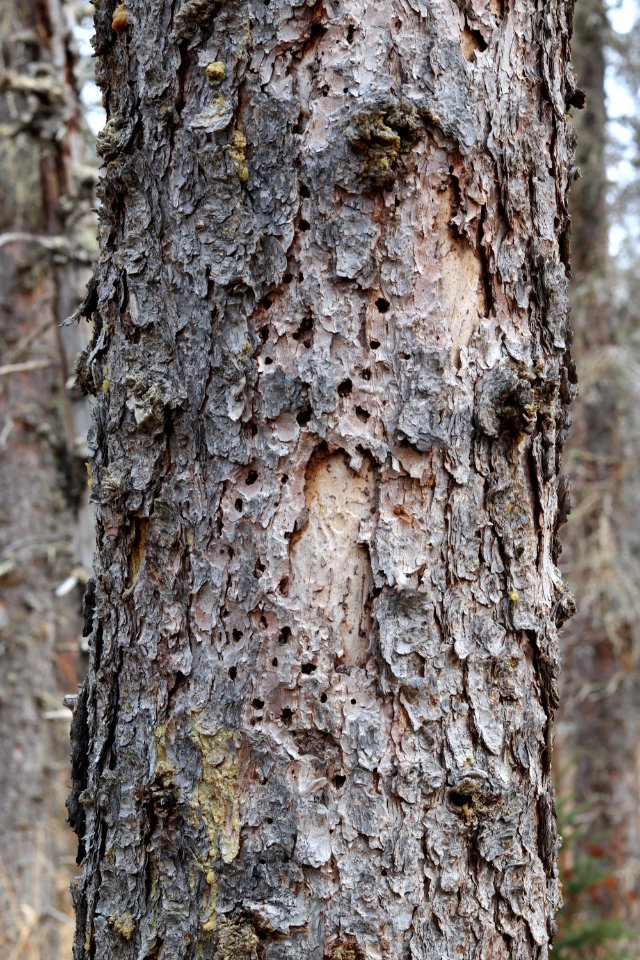 Bark beetle sign