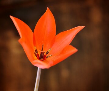 Bloom flower red tulip star photo