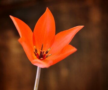Bloom flower red tulip star