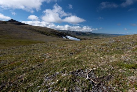 A caribou antler rests on tundra in the Katmai backcountry