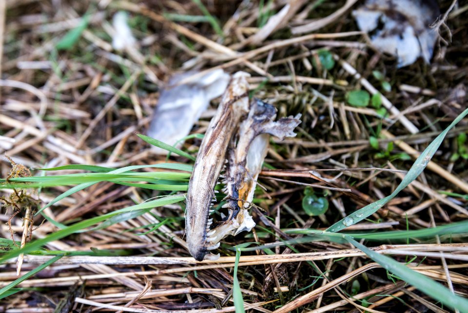 Salmon jaw in the spring