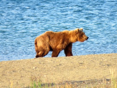 Bear #273