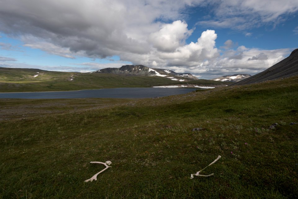 Caribou antler sheds near a backcountry lake, Katmai Preserve NPS Photo/Russ Taylor