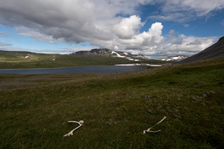 Caribou antler sheds near a backcountry lake, Katmai Preserve NPS Photo/Russ Taylor