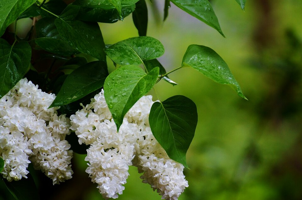 White white lilac nature