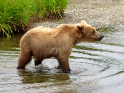 Bear #27