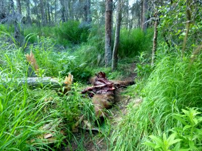 130 Bear carcass 01 07012014