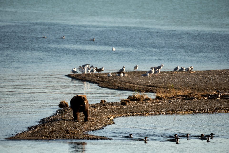 A brown walks along a spit of land NPS Photo/Russ Taylor