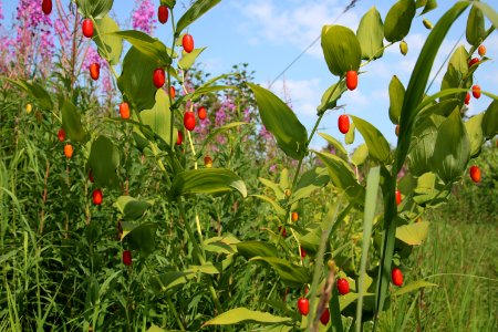 Watermelon Berries  NPS Photo/ J. Koster