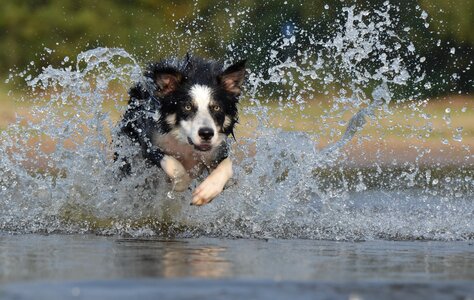 Water british sheepdog summer photo