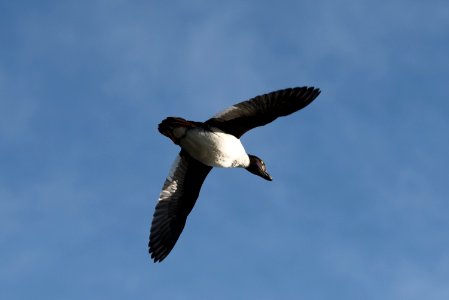 A Goldeneye flies overhead NPS Photo/Russ Taylor