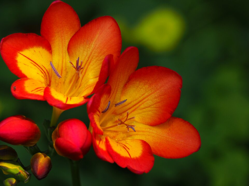 Plant natural freesia photo