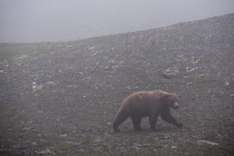 A brown bear walks in a heavy rain NPS Photo/Russ Taylor