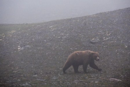 A brown bear walks in a heavy rain NPS Photo/Russ Taylor photo