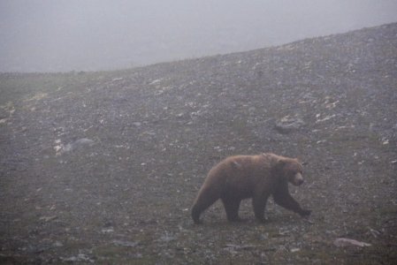 A brown bear walks in a heavy rain NPS Photo/Russ Taylor
