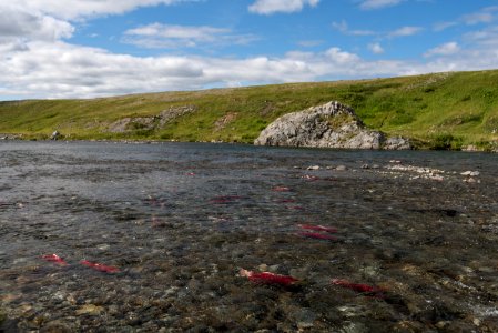 Salmon spawn in the backcountry stream, Katmai Preserve NPS Photo/Russ Taylor