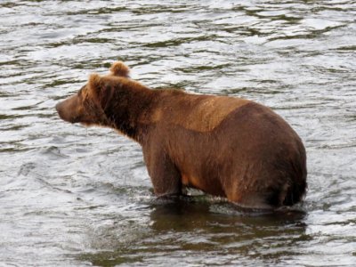 Bear #88