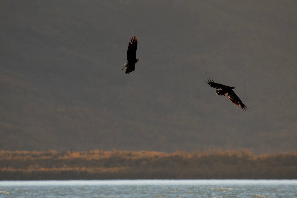 Bald Eagles soar above Naknek Lake NPS Photo/Russ Taylor