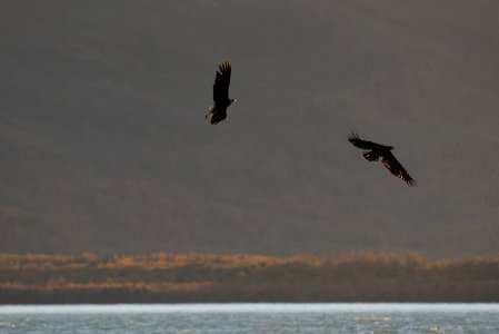 Bald Eagles soar above Naknek Lake NPS Photo/Russ Taylor