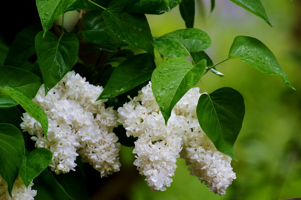 White white lilac nature