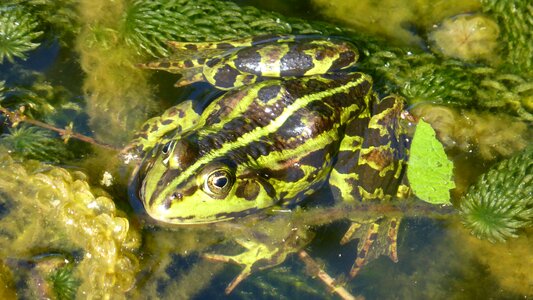 Green swimming animal
