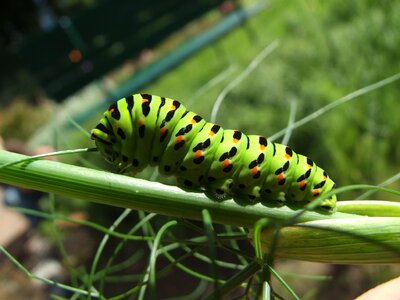 Garden nature summer