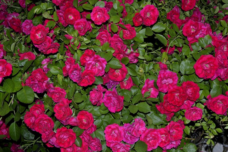 Roses garden pink
