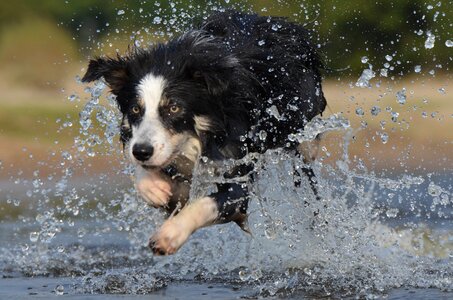 Water british sheepdog summer photo