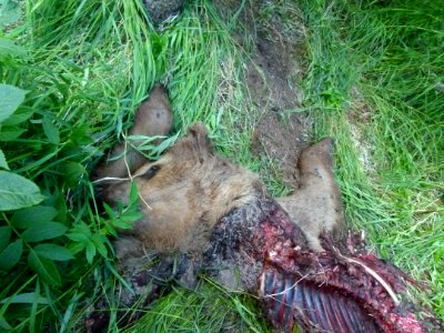 130 Bear carcass 10 07012014