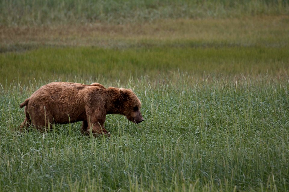 Swikshak-Bears23-JPaluh-6-20-18