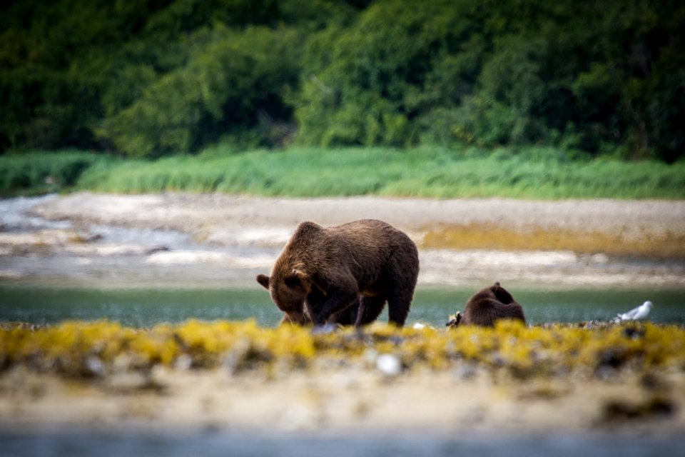 Sow digging for clams