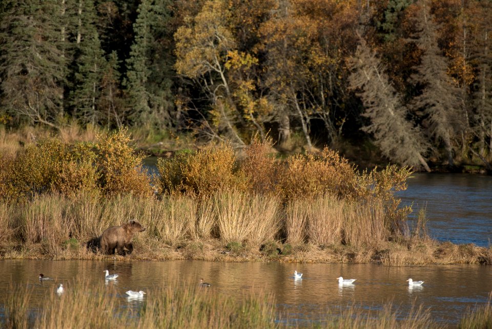 A brown bear cub on the Lower Brooks River NPS Photo/Russ Taylor