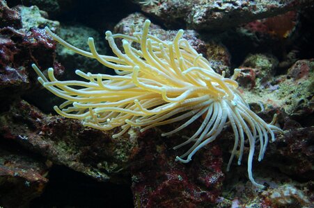 Water creature underwater world mollusk photo