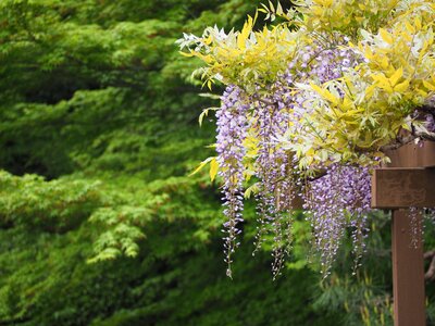 Wisteria trellis flowers japan photo
