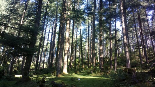 Forest landscape tree nature